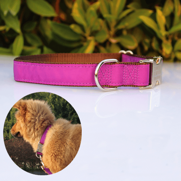 Engraved buckle best sale dog collars