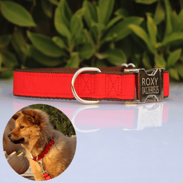 Engraved buckle 2024 dog collars